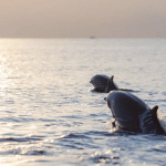 Bali Reise 2027 mit Yoga