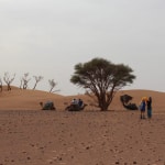Kamele in der Wüste Marokko Yoga Retreat